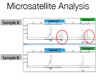 microsatellite