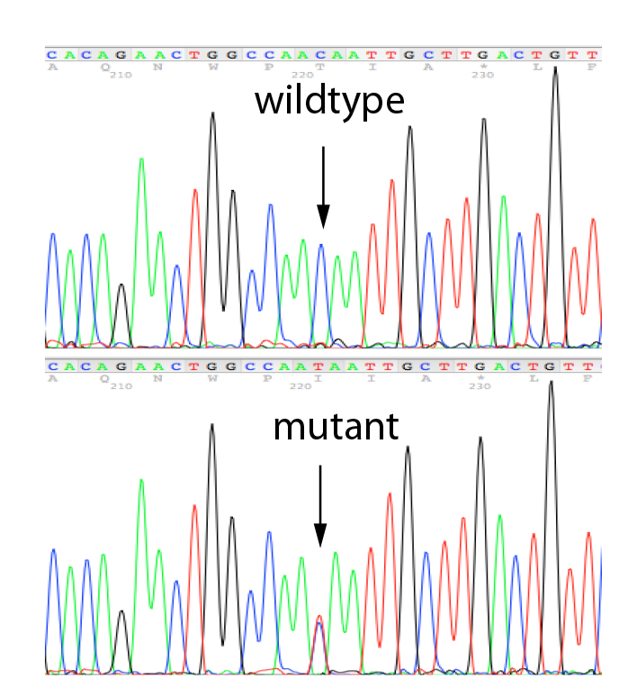 SangerSequencing