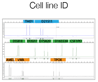 cell-line