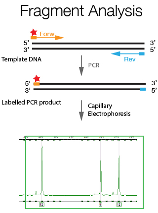 Fragment Analysis