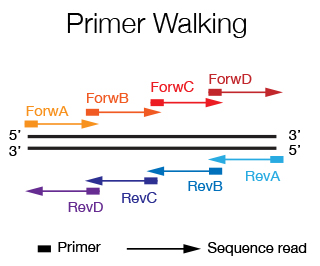 Primer Walking