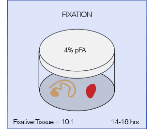 Fixation