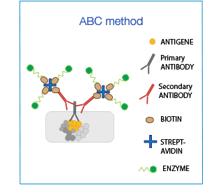 abc-method