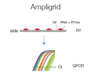 Ampligrid