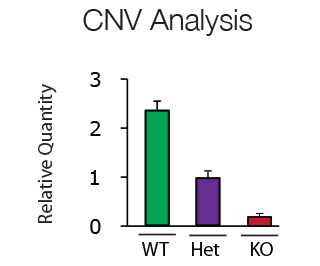 CNV