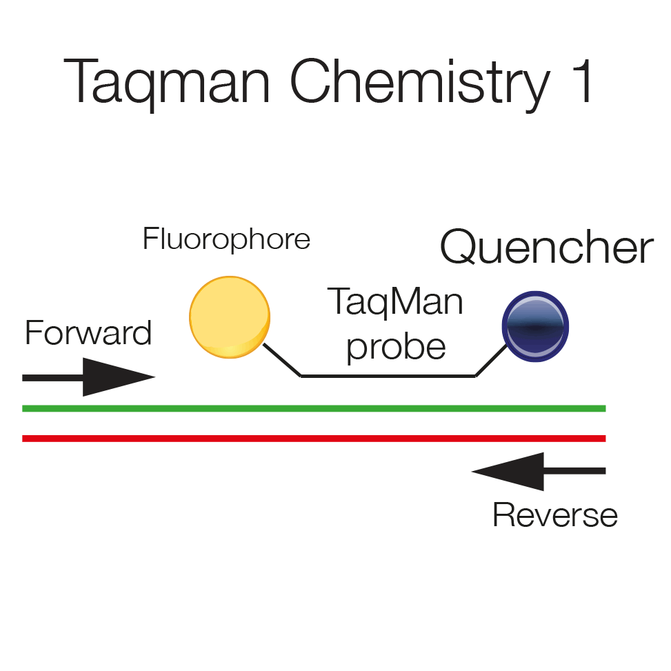 Real Time Quantitative PCR - Technical details | Scientific services | Cogentech