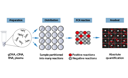 digital PCR