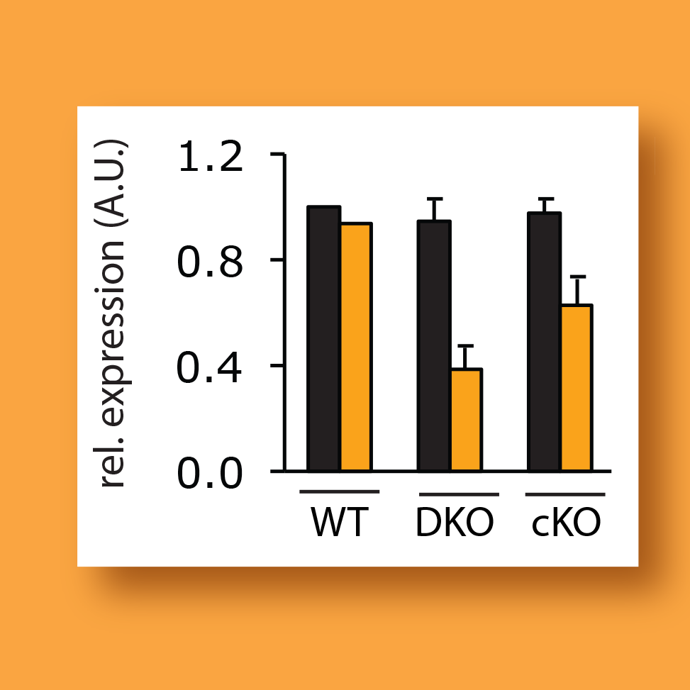 gene expression