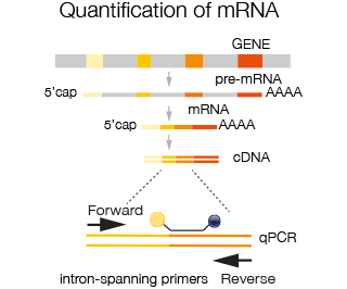 mRNA