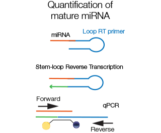 miRNA-quant